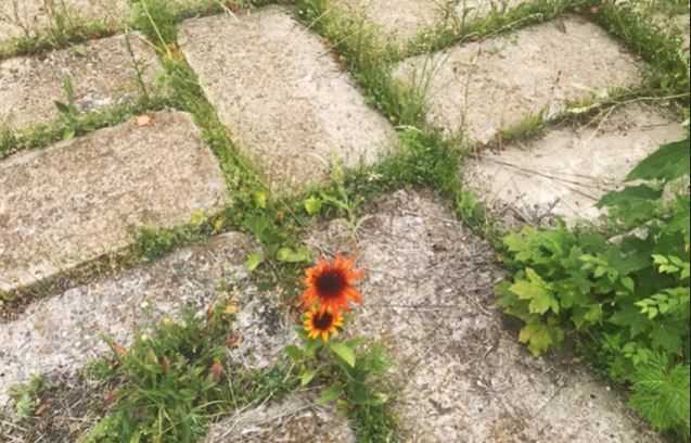 A photo of an orange flower and grass growing through concrete pavers